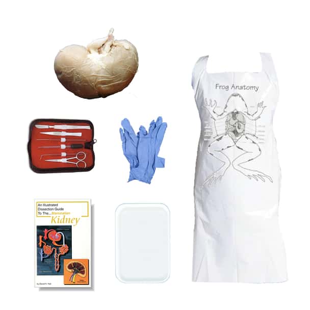 Sheep Kidney Dissection Kit