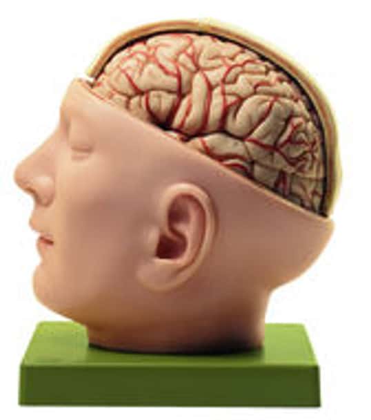 SOMSO Base of the Head