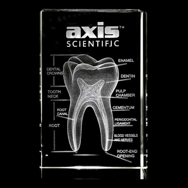 Axis Scientific 3D Etched Glass Human Tooth Model - Front View Showing Dental Crown, Tooth Neck, Root Canal, Root of Tooth, Enamel, Dentin, Pulp Chamber, and Periodontal Ligament