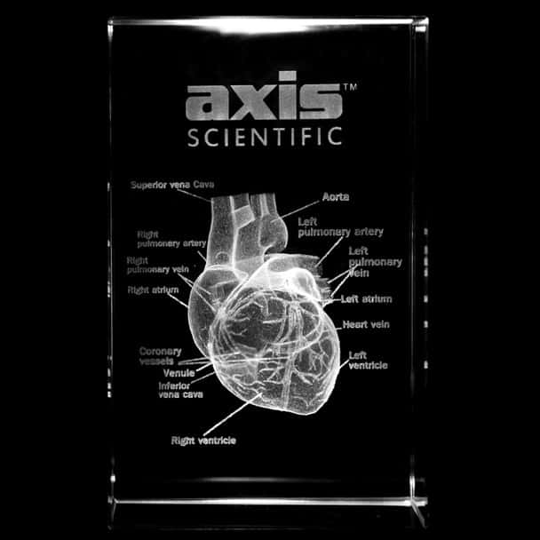 Axis Scientific 3D Etched Glass Human Heart Model - Front View