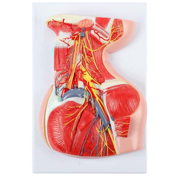 Axis Scientific Lateral Deep Neck and Shoulder Model with Muscular, Vascular, and Nervous Anatomy - Top View Measuring about 14 Inches by 9 Inches