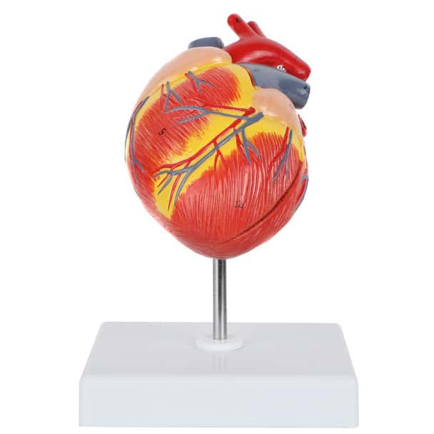 Axis Scientific Two-Part Canine Heart Model - Front View