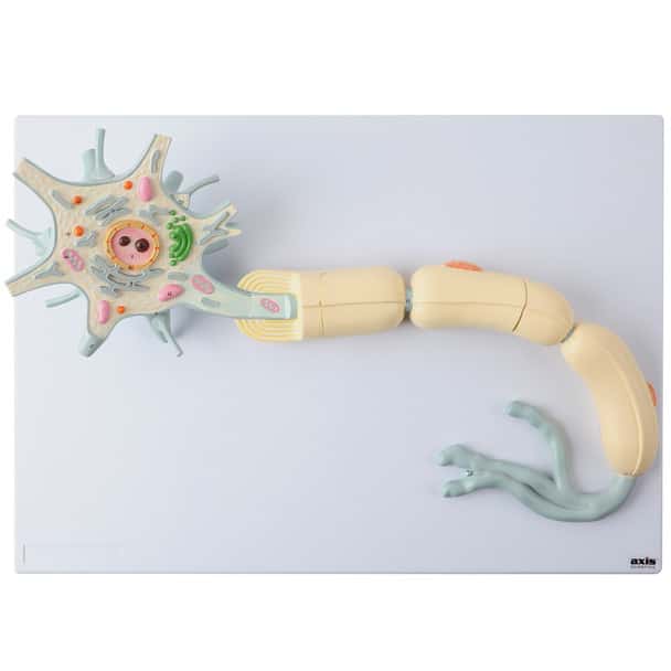 Axis Scientific Two-Part Neuron Model with Dendrite and Axon - Top View