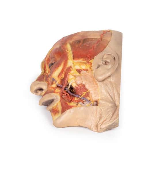 3D Printed Superficial Dissection of the Face