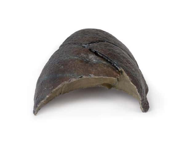 3D Printed Right Lung with Hilum Removed