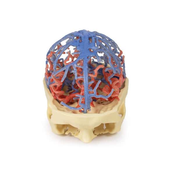 3D Printed Arterial and Venous Circulation of the Brain