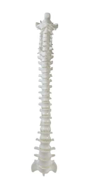 FlexBone Training Model - Vertical Spinal Column, C1 to Sacrum
