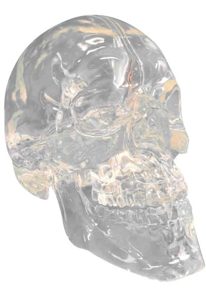 FlexBone Training Model - Skull