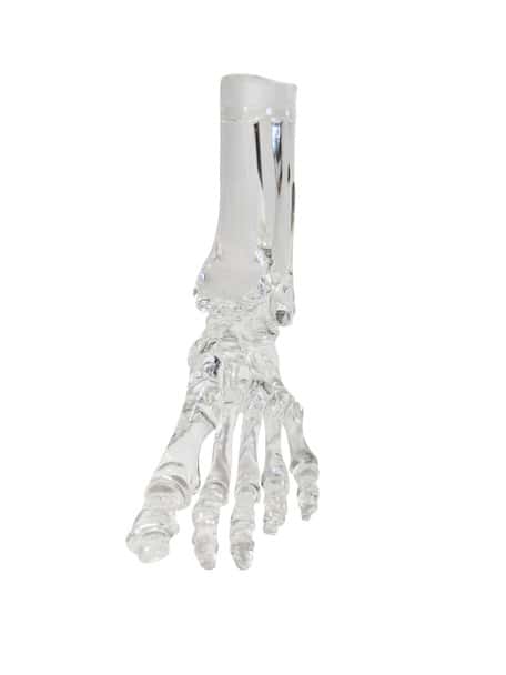 FlexBone Training Model - Full Foot with Distal, Tibia, and Fibula
