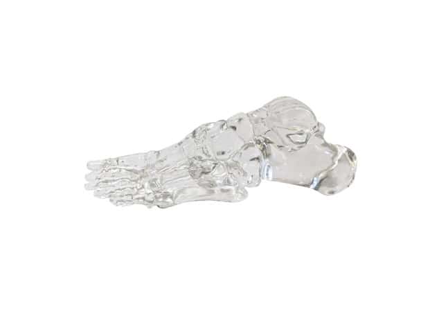 FlexBone Training Model - Full Foot