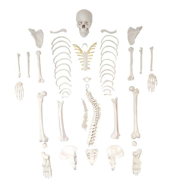 Axis Scientific Disarticulated Miniature Human Skeleton