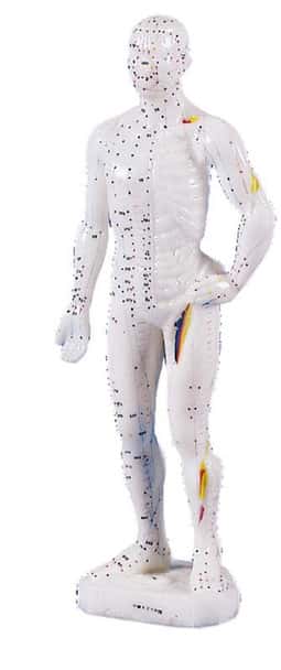 Chinese Acupuncture Figure, Male, 26 cm.