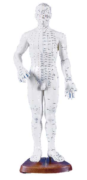 Chinese Acupuncture Figure, Male, 50 cm