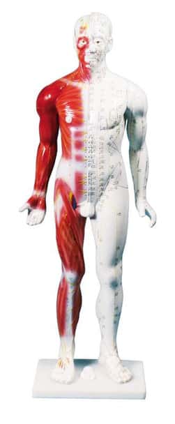 Chinese Acupuncture Figure, Male, 80 cm.