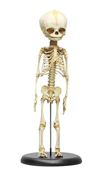 30-Week-Old Fetus Skeleton
