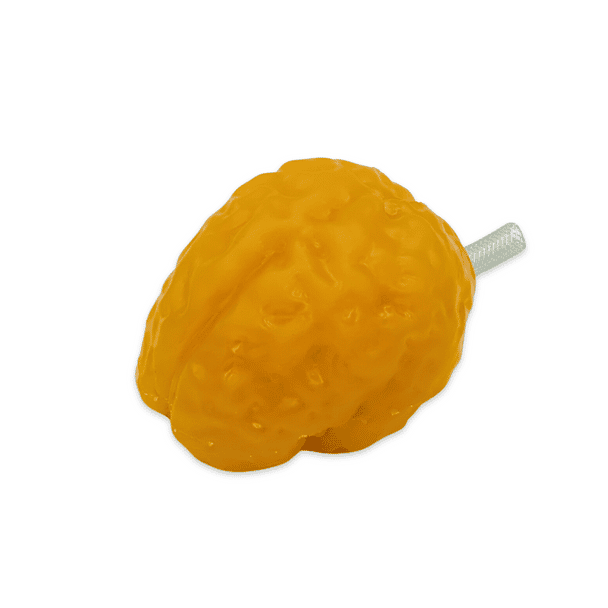 Standard Adult Brain Phantom Model