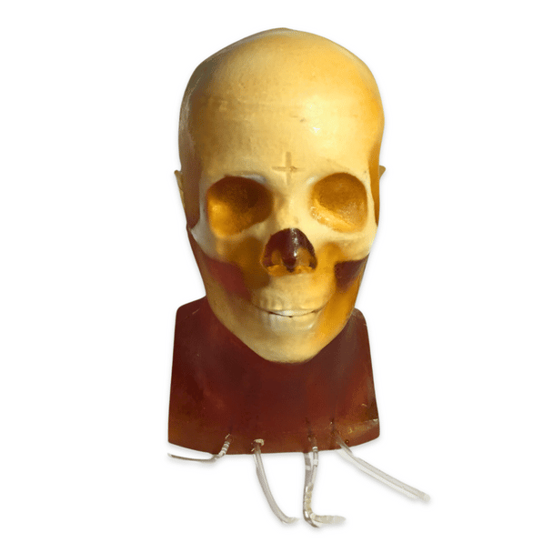 Dynamic Adult Male Head Phantom Model