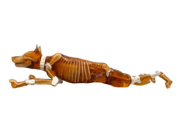 Detachable Female Dog Phantom