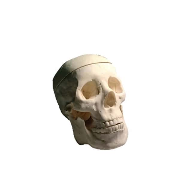 Adult Male Skull Phantom