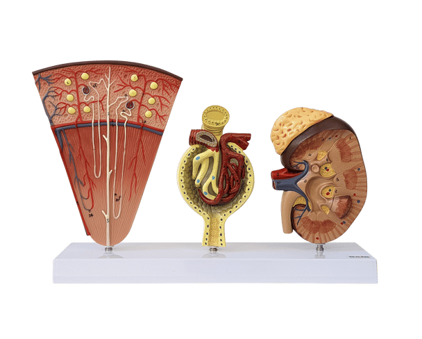 Axis Scientific Kidney Model with Nephrons and Glomerulus