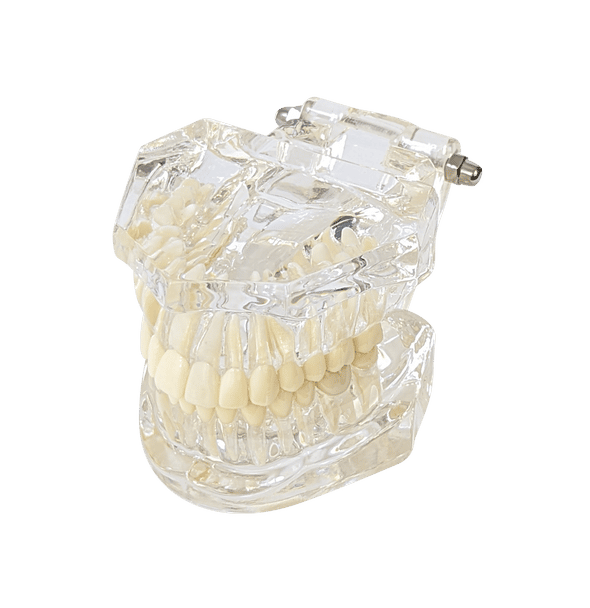 Axis Scientific Adult Clear Jaw Model with Healthy Teeth