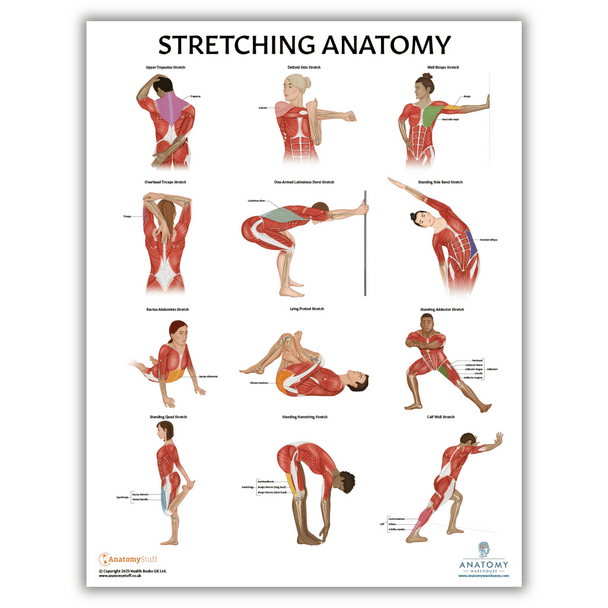 Anatomy Lab Stretching Laminated Poster