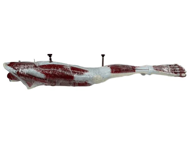 Full view of muscled leg