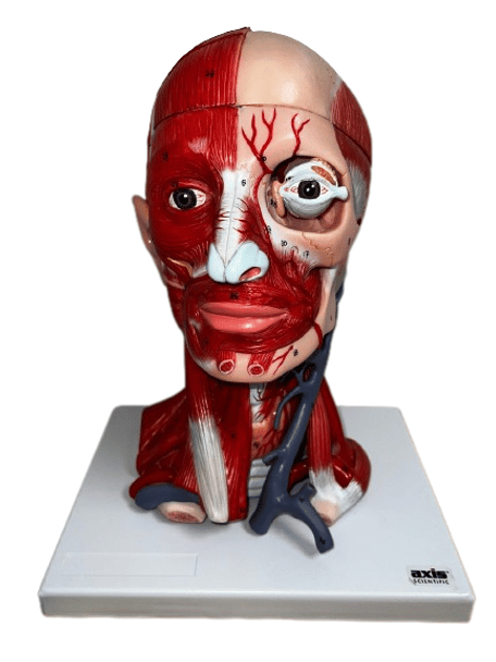 Full view of head and neck muscle model