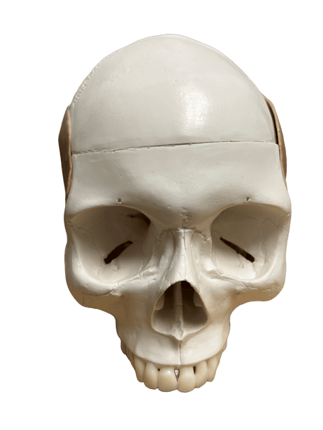 Front View (No jaw)