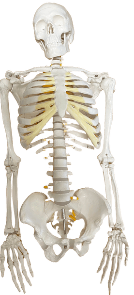 Axis Scientific Miniature Human Skeleton-Used, Sold As-Is