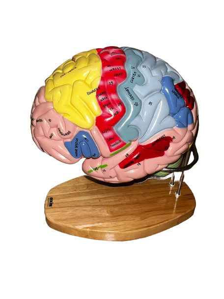 Outer view of brain