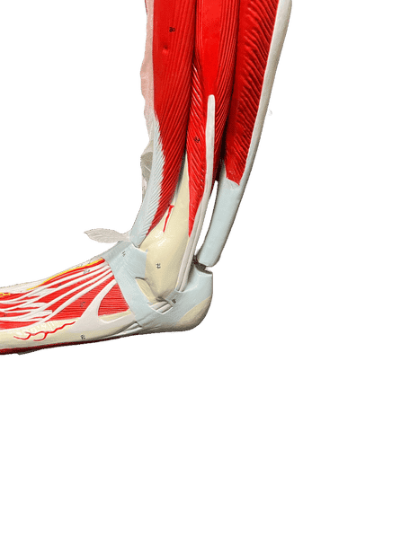 Axis Scientific Premium Life-Size Human Leg Musculature - Used, Sold As -Is