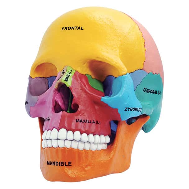 4-D Human Didactic Exploded Skull Model
