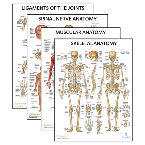 The Anatomy Lab Skeletal and Muscular System with Ligaments of the Joints and Spinal Nerves Laminated Poster Set