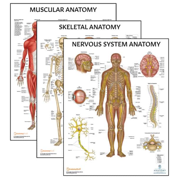 The Anatomy Lab Skeletal, Muscular, and Nervous System Laminated Poster Set