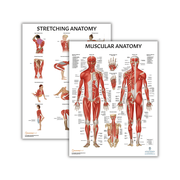 The Anatomy Lab Muscular System and Stretching Fitness Laminated Poster Set