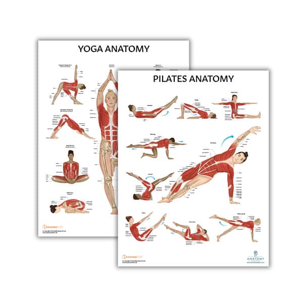 The Anatomy Lab Yoga and Pilates Fitness Laminated Poster Set