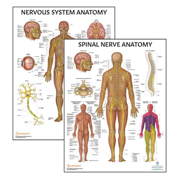 The Anatomy Lab Nervous System and Spinal Nerves Laminated Poster Set