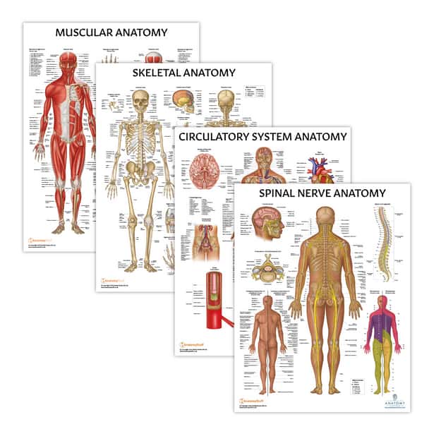 The Anatomy Lab Skeletal, Muscular, and Circulatory System with Spinal Nerves Laminated Poster Set