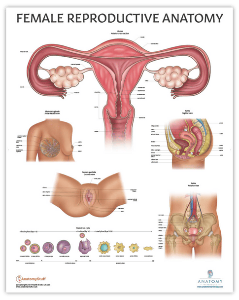 The Anatomy Lab Human Female Reproductive System Laminated Poster