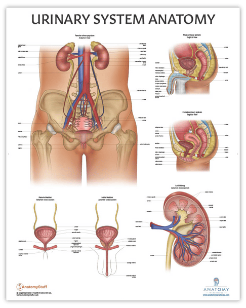 The Anatomy Lab Human Urinary System Laminated Poster
