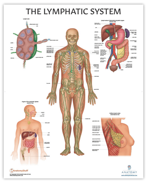 The Anatomy Lab Human Lymphatic System Laminated Poster