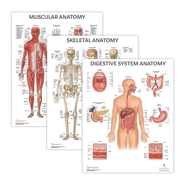 The Anatomy Lab Muscular, Skeletal, and Digestive System Laminated Poster Set