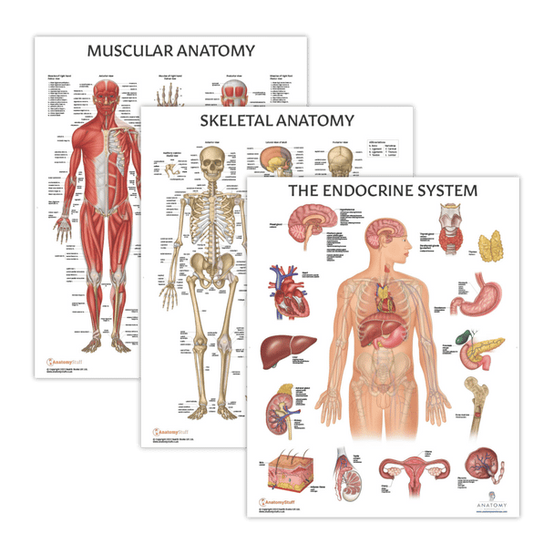 The Anatomy Lab Muscular, Skeletal, and Endocrine System Laminated Poster Set