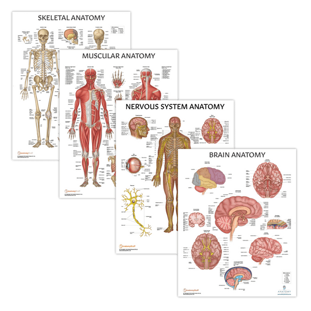 The Anatomy Lab Muscular, Skeletal, Nervous Systems and Human Brain Anatomy Laminated Poster Set