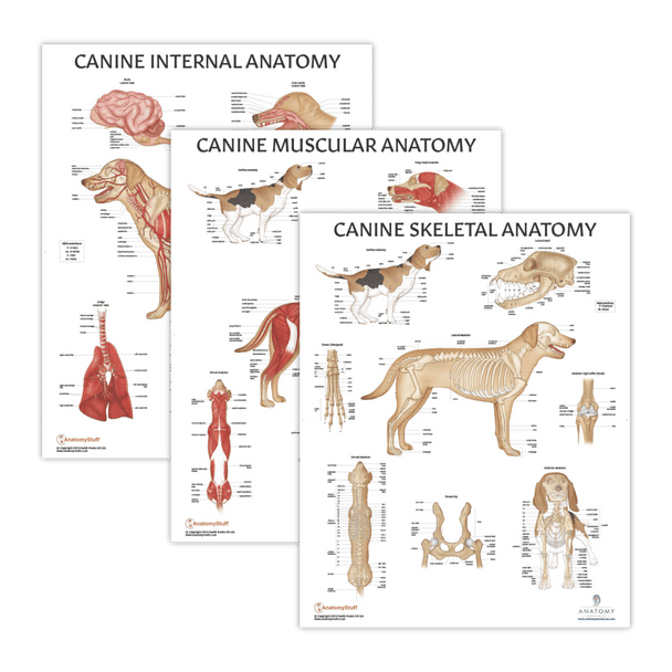 The Anatomy Lab Canine Muscular and Skeletal Systems with Internal Organ Anatomy Laminated Poster Set