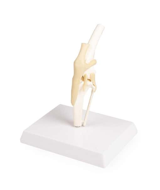 Canine Knee Joint Anatomy Model