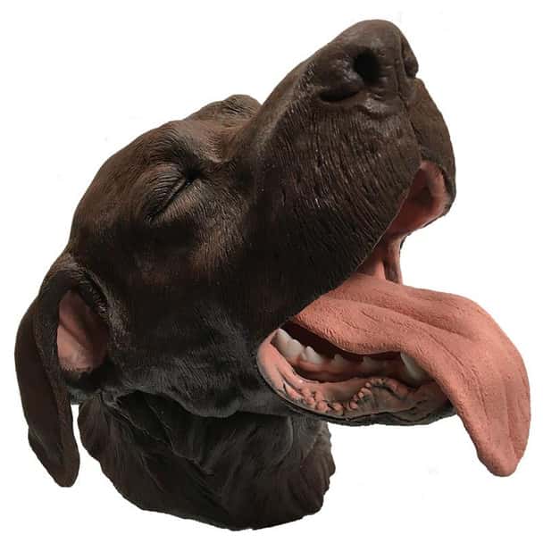 Canine Dental and Surgical Simulator