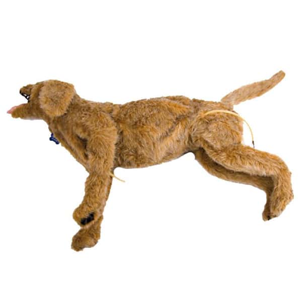 "Jerry" Critical Care Canine Manikin