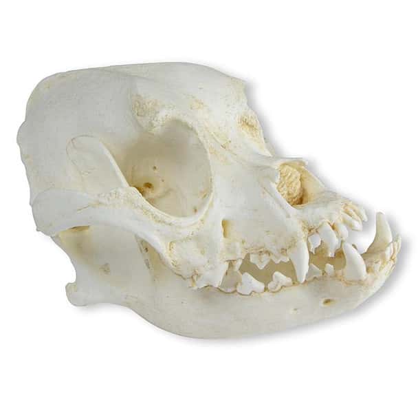 Boxer (Canis familiaris) Skull of Domestic Canine